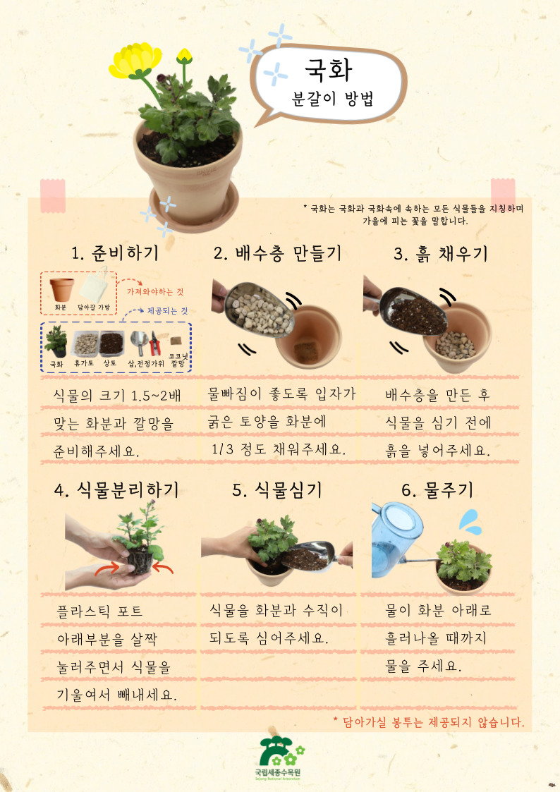 국화의 분갈이 방법 .jpg